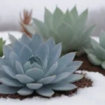 Winter Care for Succulents: Adapting Soil Types for Cold Months