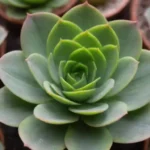 How to Handle Succulents Safely: A Toxicity Overview