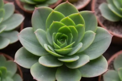 Engaging succulent care guide with vibrant images and clear warnings