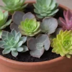 Repotting Succulents: Signs That Your Plant Needs a New Pot