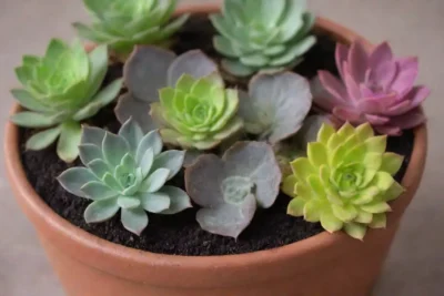 Vibrant succulents in bright pots with care tips