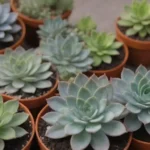 The Benefits of Joining Succulent Communities on Zoom Calls