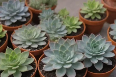 Vibrant succulents unite enthusiasts in community growth and friendship