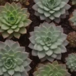 Pruning and Watering: Techniques for a Successful Succulent Care