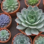 Keeping Up with Succulent Trends: Essential Hashtag Lists