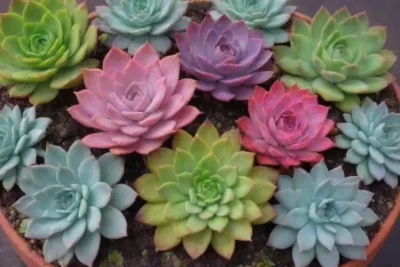 Explore vibrant succulent art and inspiring designs