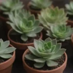 How to Handle Thorns and Spines During Repotting Succulents