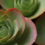 Narrow Your Focus: Books About Specific Succulent Species