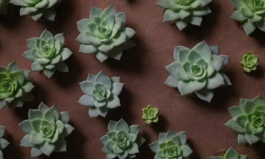 The wallpaper showcases vibrant succulents and propagation tips for plant care enthusiasts