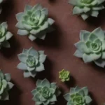 Using Rooting Hormones for Successful Succulent Propagation