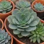 The Most Popular Succulents to Gift for Any Occasion