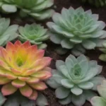 How Succulents Promote Positive Microclimates in Gardens