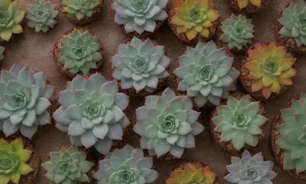 A colorful succulent wallpaper organized by climate zones with care tips and sunlight patterns