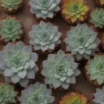 Caring for Succulents in Different Climate Zones: Sun Insights