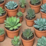 Succulents in Education: Future Trends in School Gardening