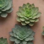 Mimicking Nature: Lessons from Succulent Adaptation Techniques