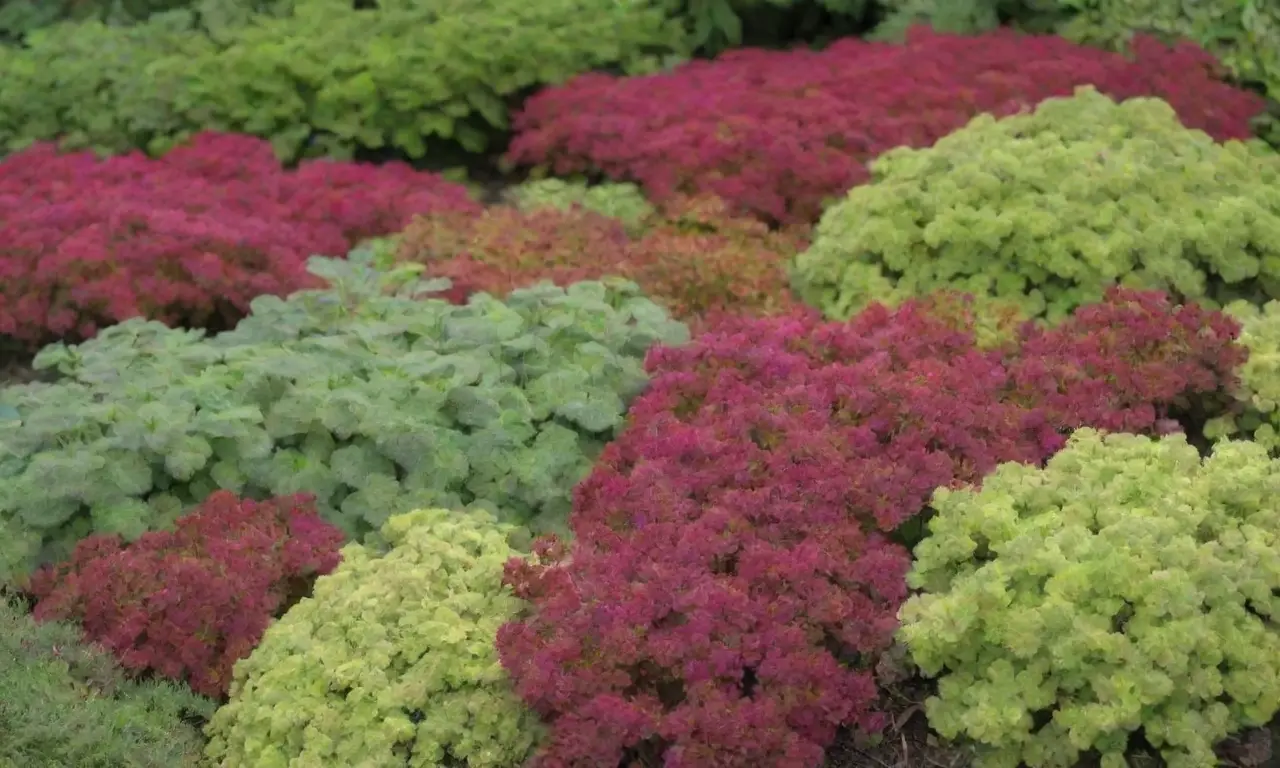 A vibrant garden showcases Sedum species, colorful flowers, and care tips