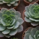 The Legacy of Mendel and His Influence on Succulent Genetics