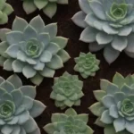 Showcasing Rare Succulent Species: Events Worth the Journey