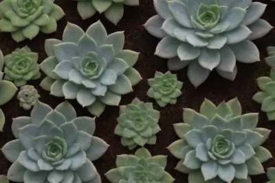 The wallpaper showcases vibrant images of rare succulents and inviting captions