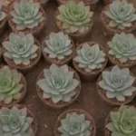 How to Spot Counterfeits: Protecting Your Rare Succulent Collection