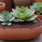 Innovative Potting Techniques: What's Next for Succulent Care?