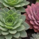 Essential Fertilizing Tips for Growing Lush Succulents Outdoors