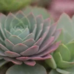 Collaborative Blogs: Sharing Success Stories of Succulent Care