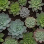 The Connection Between Succulents and Ecosystem Health