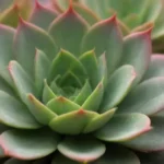 Rare Succulents and Their Unusual Color Variations Explained