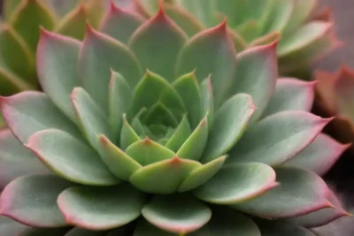 Showcasing vibrant succulents with unique colors and patterns