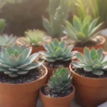 Preparing Your Succulents for Summer: Temperature Considerations