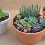 How to Create a Terrarium as a Succulent Gift