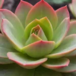 Understanding the Care Requirements for Echeveria Agavoides