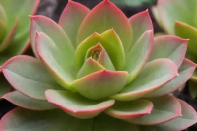 Care for vibrant Echeveria Agavoides with sunlight