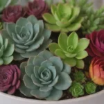 Incorporating Colors with Succulents for Your Wedding Theme