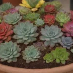 Exploring the Magic of Succulent Competitions and Prizes