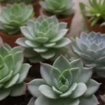 Comparing Indoor vs. Outdoor Air Circulation Needs for Succulents