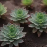 Key Indicators of Healthy vs. Unhealthy Growth in Succulents