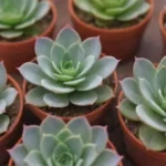 Strategies for Maintaining Your Succulent Garden: Online Help