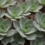 How Succulents Can Help Prevent Soil Erosion and Degradation