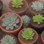 How to Create a Color-Themed Succulent Party Favors