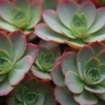 Understanding the Anti-inflammatory Effects of Succulent Plants