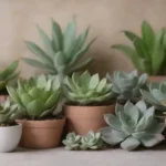 Chilling Out: Succulents That Thrive in Cooler Temperatures