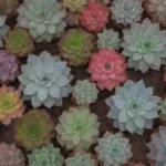 Botanical Expeditions: Discovering Succulents Across Continents