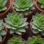 Understanding Indoor Succulents: Basic Care and Maintenance Tips