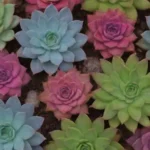 The Allure of Endangered Succulents: Beauty Meets Rarity