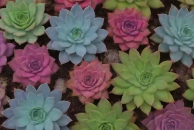 A vibrant wallpaper showcases the beauty and rarity of endangered succulents