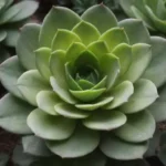 A Deep Dive into Gigantic Succulents for Your Garden Oasis