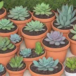 Inspiring Stories from Members of Popular Succulent Clubs